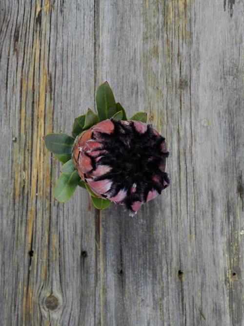 Pink Protea